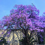 Jacaranda Tree Live Plant, 4 Inch Pot, 6-10 Inch Tall Purple Flowers, Perennial Jacaranda Tree Live Potted
