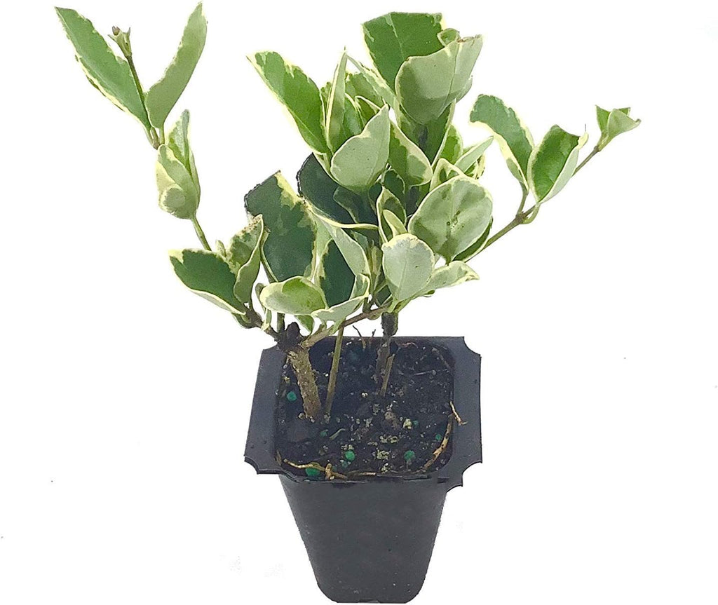 Ligustrum Japonicum Jack Frost Privet - 20 Live Plants - Variegated Evergreen Hedge