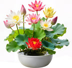 35Pcs Mixed Lotus Seeds for Planting in Water, Colorful Bowl Lotus & Water Lily Flower Seeds for Ponds, Bonsai, Indoor Water Gardens & Lotus Bowl Planter, Grow Easily Low Maintenance