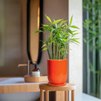 Ceramic Planter - 8 Inch Plant Pot with Drainage Hole and Saucer, Cylinder Round Modern Flower Pot for Indoor Outdoor Plants, Plant Lover Gifts, Garden Office Home Decor, Orange