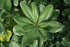 Variegated Pittosporum | 3 Live Plants | Pittosporum Tobria Variegatum | Evergreen Border Accent Hedge Shrub