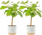 Costa Farms Ficus Audrey Tree Live Plants in Decorative Pot, Large Indoor Houseplant, Perfect for Home, Room, or Office Decor, Great House Warming or Birthday Gift, 3-4 Feet Tall, Pack of 2