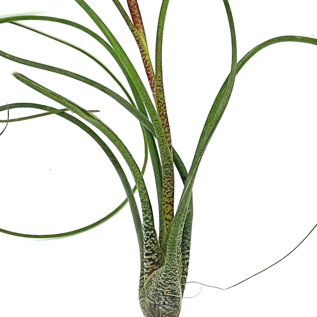 ragnaroc Live Air Plants - Tillandsia Butzii, Jumbo 7-9" - 2ct - Live Arrival Guaranteed - House Plants for Home Decor & Gift