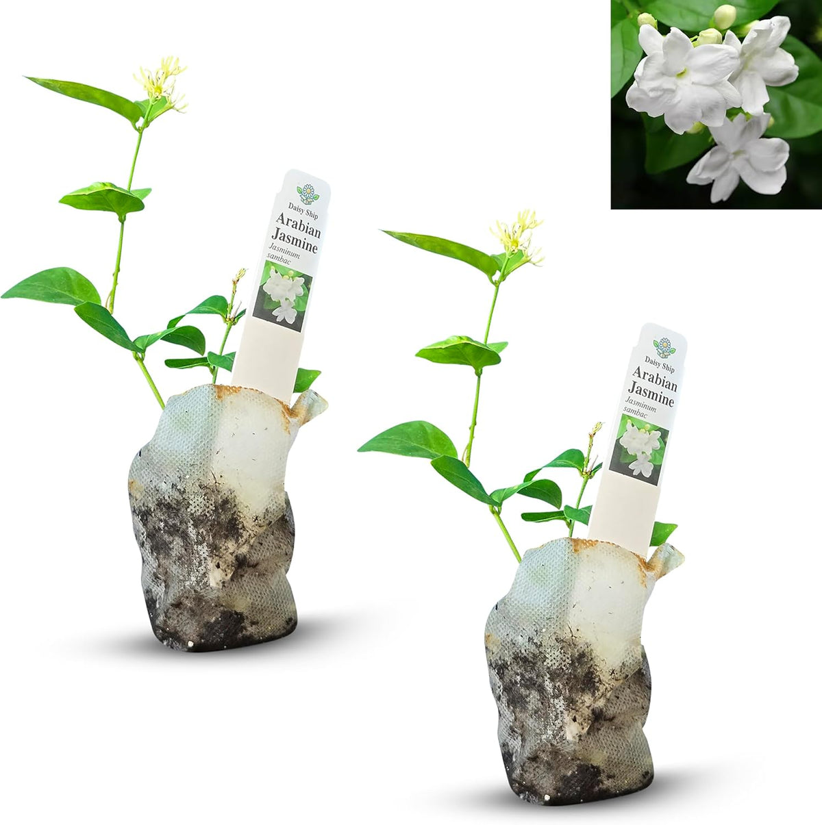 Arabian Jasmine (Jasminum Sambac) - Live, Fragrant, Blooming, Indoor/Outdoor Decorative Plant (2 Arab jas sacs)