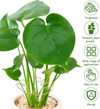 5PCS Iron Monstera Plant Support, Plant Stem Support, Turtle Shell Bamboo Clamp Set, Stable Plant Support Stakes for Indoor Plant, Ideal Present for Plant Lovers