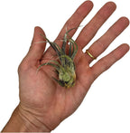 ragnaroc Air Plants - Tillandsia Pruinosa, Large 3-5" - 5ct - Live Arrival Guaranteed - House Plants for Home Decor & Gift