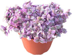 Live Succulent 4" Callisia Repens Pink Lady Turtle Vine, Succulents Plants Live Fully Rooted House Plant for Home Office Decoration, DIY Projects by The Succulent Cult