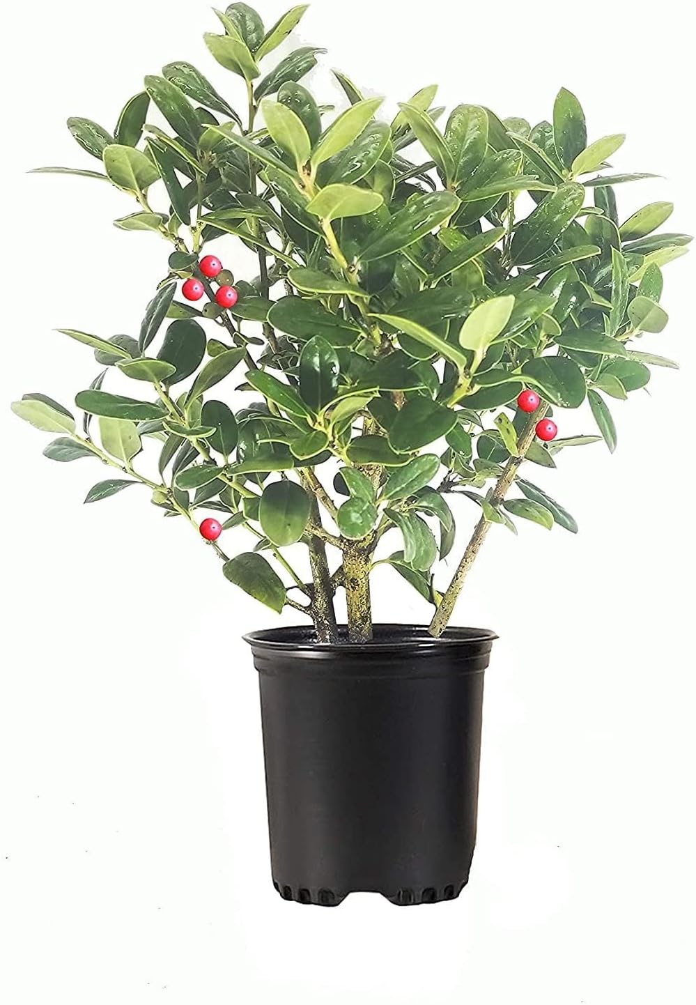 Burfordi Holly | 3 Quart Size Plants | Ilex Cornuta | Fast Growing Evergreen Shrubs, Privacy Hedge Plants, Dark Green Foliage, Low Maintenance Landscaping, Ideal for Hedges and Borders