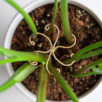5Pcs Monstera Plant Stem Support Hook (2.75x2.75 inches) - Durable Metal Stem Support for Monstera & Fishbone Cactus, Easy Installation, Ideal Gift for Plant Lovers & Home Decor
