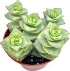 Live Succulent 4" Crassula Perforata Ivory Towers, Succulents Plants Live Fully Rooted House Plant for Home Office Decoration, DIY Projects by The Succulent Cult