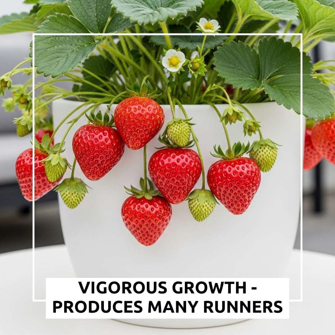 Ozark Beauty Strawberry Plants (5 Live Plants) – Everbearing Variety for Home Gardens – Grow Your Own Fresh, Sweet Strawberries – Perfect for Strawberry Shortcake