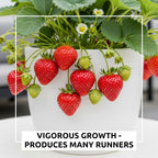 Ozark Beauty Strawberry Plants (25 Plants) – Everbearing Variety for Home Gardens – Grow Your Own Fresh, Sweet Strawberries – Perfect for Eating Fresh, Baking, and Jam Making