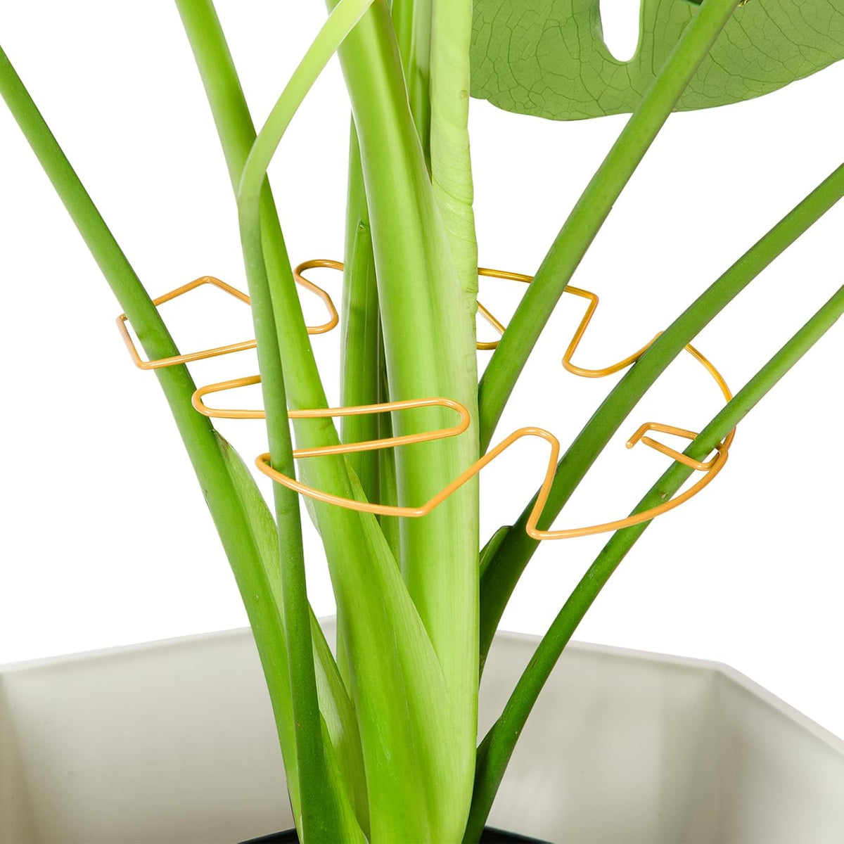 6PCS Iron Monstera Plant Support, Uniquely Designed Indoor Plant Accessories, Stable Plant Support Stakes for Indoor Plant, Turtle Shell Bamboo Clamp Set for Thriving Growth
