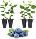 Pink Lemonade Blueberry (O'Neal)