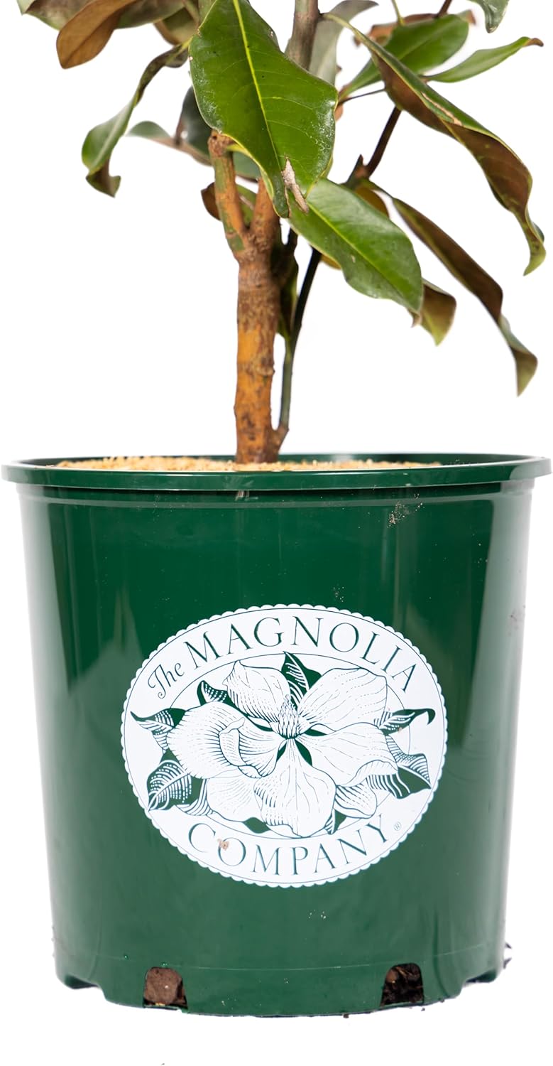 Magnolia Tree Little Gem Variation, Live Plant, Magnolia Flower, 3-4 Feet Tall, Low Maintenance Plant Perfect for Home Growers, Southern Landscaping, by The Magnolia Company, Cannot Ship to CA