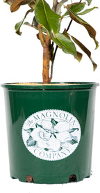 Magnolia Tree DD Blanchard Variation, Live Plant, Magnolia Flower, 3-4 Feet Tall, Southern Landscaping Plant Perfect for Home Growers, by The Magnolia Company, Can not Ship to CA, AK, HI, PR