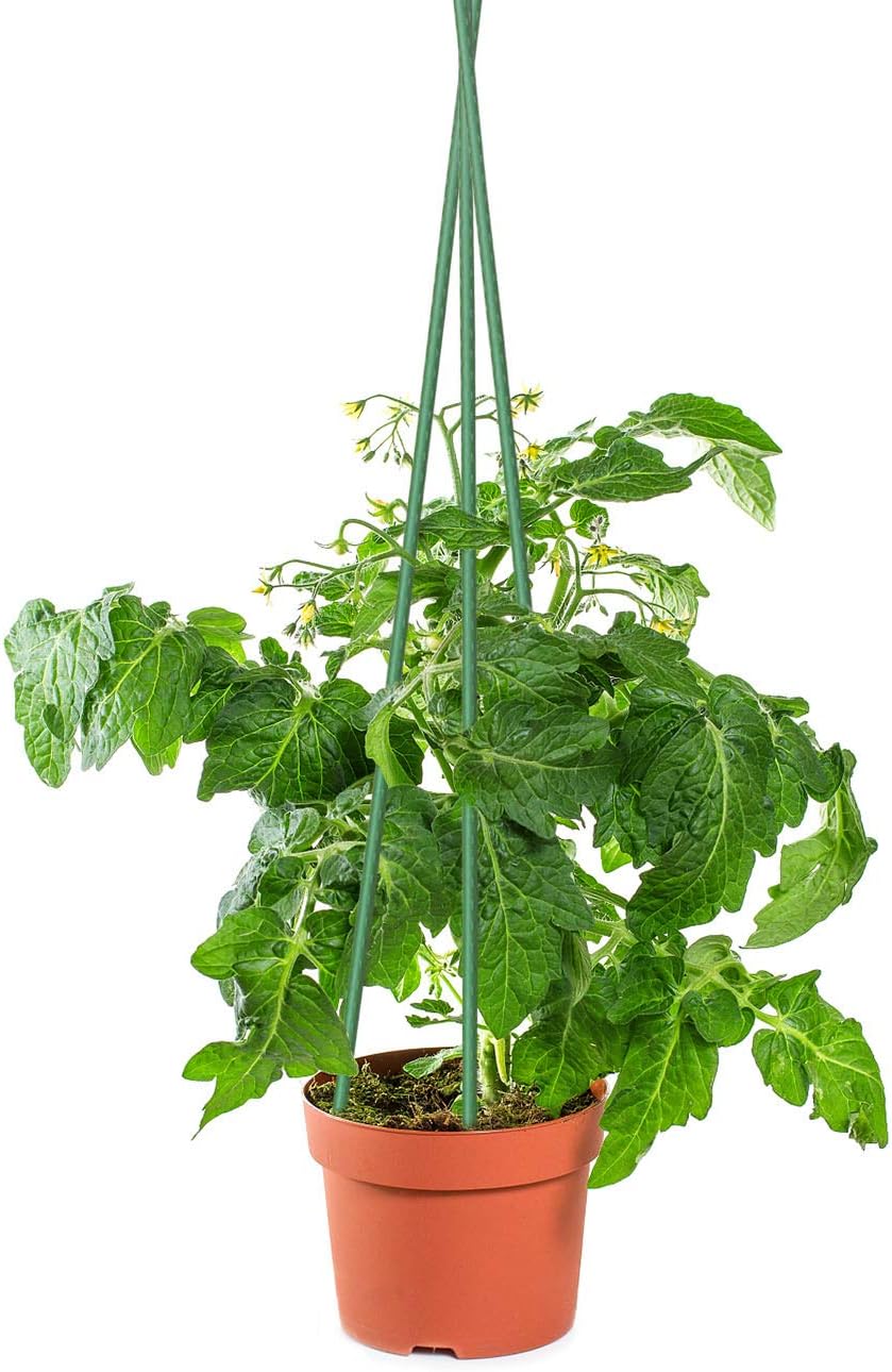 Sunnyglade 50PCS 48” Plant Stakes Garden Tomato Sticks Plant Stakes & Supports for Potted Plants