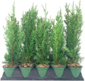 Italian Cypress Tree | 5 Live 4 Inch Pots | Cupressus Sempervirens | Formal Elegant Mediterranean Style Plants