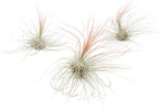 Coral Colorful Tillandsia Air Plants - Long Lasting Color Enhanced Live Tillandsia Succulent House Plants - Home and Garden Decor - Easy Care Indoor/Outdoor Plants (Argentea Thin, Pack of 3)