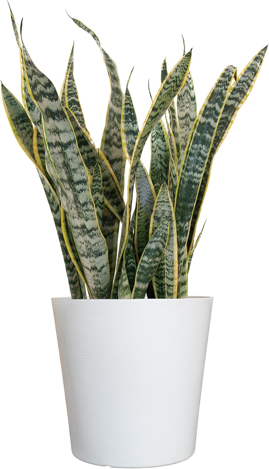 United Nursery Live Snake Plant, Sansevieria Trifasciata Laurentii, Variegated Snake Plant, 2-3 ft. Tall Mother in Laws Tongue House Plant for Indoor and Outdoor (Cream Decor Pot)