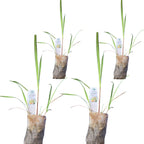 Lemongrass - Cymbopogon citratus. Live Plant. Fragrant, Fresh, Edible. Easy Grow. Indoor/Outdoor. (4 Lemongrass in Sac)
