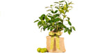 Sympathy Persian Lime Gift Tree, Lime Tree, Easy to Grow, Indoor/Outdoor, Live Plant, Lasting Sympathy Gift, by The Magnolia Company, Can't Ship to CA, AL, AZ, LA, TX