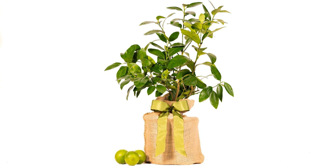 Persian Lime Housewarming Gift Tree by The Magnolia Company - Easy Care, Dwarf Fruit Tree with Juicy & Delicious Limes, Outdoor Live Citrus Tree Can't Ship to CA, AL, AZ, LA, TX