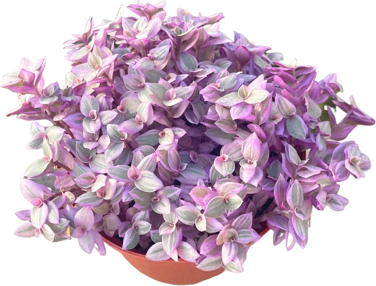Live Succulent 4" Callisia Repens Pink Lady Turtle Vine, Succulents Plants Live Fully Rooted House Plant for Home Office Decoration, DIY Projects by The Succulent Cult