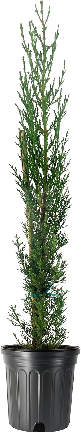 Italian Cypress | 1 Large Gallon Size Tree | Cupressus sempervirens | Narrow Evergreen Plants | Tall Privacy Landscaping | Upright Ornamental Outdoor Plant