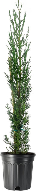 Italian Cypress | 3 Large Gallon Size Trees | Cupressus sempervirens | Narrow Evergreen Plants | Tall Privacy Landscaping | Upright Ornamental Outdoor Plant
