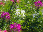 Mixed Cleome - Spider Plants - Nectar Flower for Monarch Butterflies - Large Paclage - 5000 Seeds