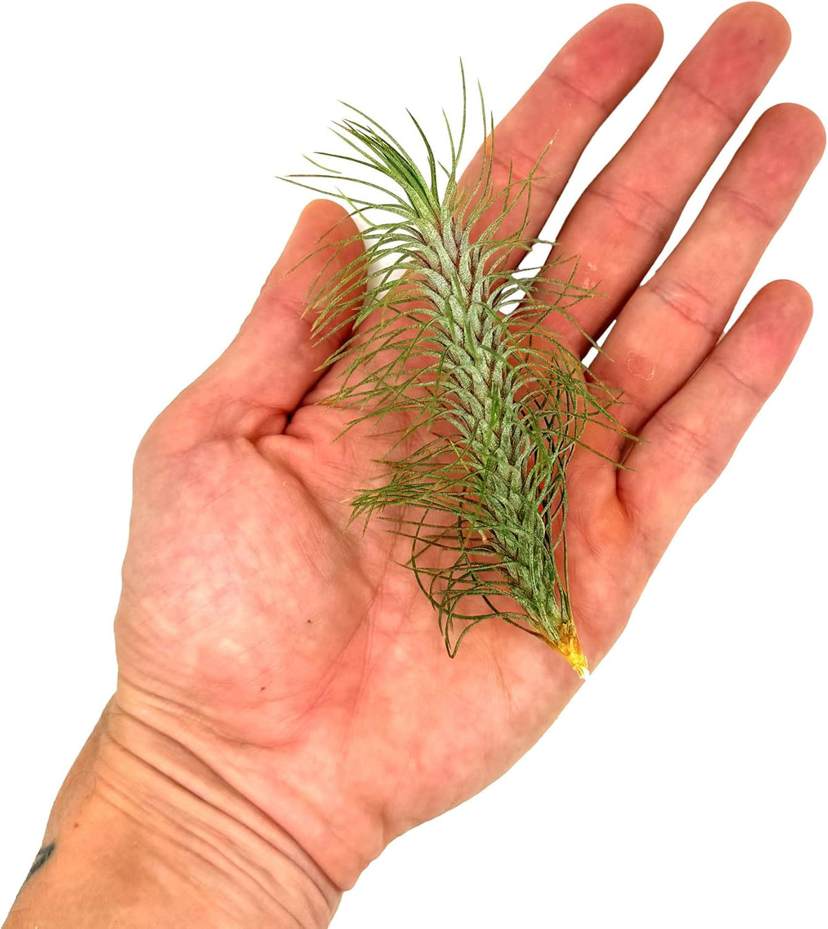 ragnaroc Air Plants - Colombian Tillandsia Funckiana, Large 5" - 1ct - Live Arrival Guaranteed - House Plants for Home Decor & Gift