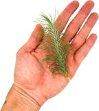ragnaroc Air Plants - Colombian Tillandsia Funckiana, Large 5" - 2ct - Live Arrival Guaranteed - House Plants for Home Decor & Gift