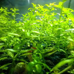 Mainam Pearl Weed Hemianthus Micranthemoides Potted US Nursery Live Aquarium Plants Decorations Freshwater Fish Tank Aquatic Plant3 Days Live Guaranteed