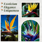 Bird of Paradise Plants Live (4-Pack), Strelitzia Plants with Perennial Orange (2) and White (2) Flowers, Indoor/Outdoor Plants, Exotic Tropical Decor, Not Artificial, 6-10" Height. 2" Pot.