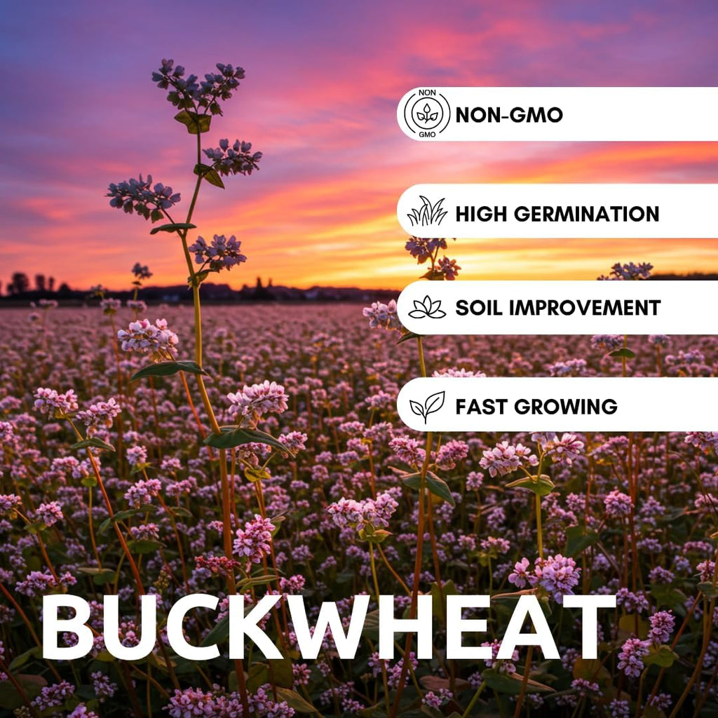 Buckwheat Seeds for Planting - Cover Crop, Grain, Bee Pasture, Pollinator, Wildlife Seed (8 Pounds)