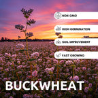 Buckwheat Seeds for Planting - Cover Crop, Grain, Bee Pasture, Pollinator, Wildlife Seed (8 Pounds)