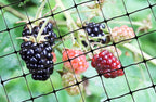 Bird-X Standard Bird Netting, Ideal for Gardens and Lightweight Applications, UV-Stabilized Mesh Netting with 3/4" Hole Opening, Easy to Install, 100' x 14'