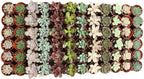 1.75" Mini Succulent Assortment (72 Pack)