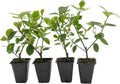 4 Manhattan Euonymus, Live Plants (Euonymus Kiautschovicus ‘Manhattan’) – Evergreen Shrub for Hedges, Thriving in 2.5” Nursery Cubes