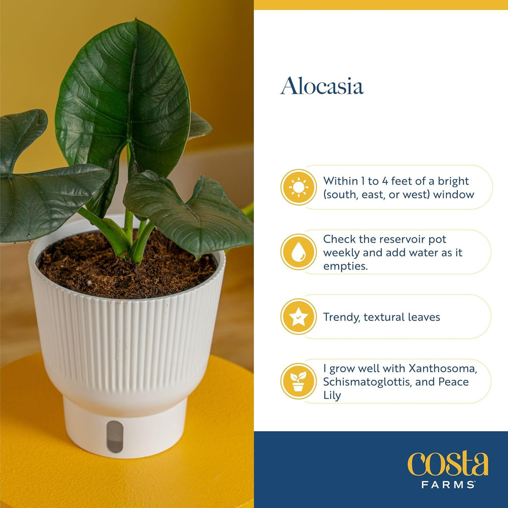Costa Farms Alocasia Regina Live Plant in Self Watering Pot, Indoor Houseplant, Perfect for Home, Room, or Office Decor, Great House Warming or Birthday Gift, 12-18 Inches Tall