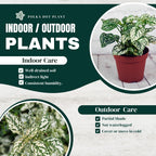 Polka Dot Plant (4-Pack) - Live Houseplants, Small Indoor Plants, Hypoestes White- Colorful, Air-Purifying House Plants