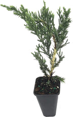 Juniper Parsoni - 10 Live Plants - Juniperus Squamata Expansa Parsons - Drought Tolerant Cold Hardy Evergreen Ground Cover