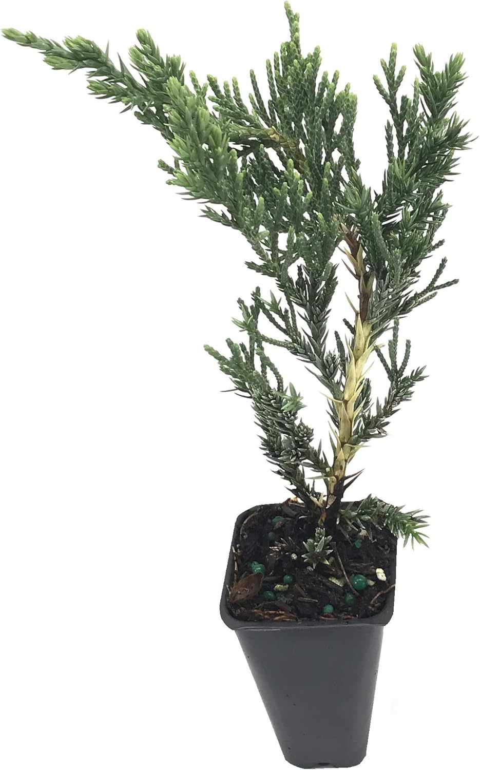 Juniper Parsoni - 40 Live Plants - Juniperus Squamata Expansa Parsons - Drought Tolerant Cold Hardy Evergreen Ground Cover