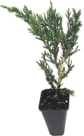 Juniper Parsoni - 30 Live Plants - Juniperus Squamata Expansa Parsons - Drought Tolerant Cold Hardy Evergreen Ground Cover