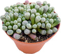Live Succulents 'Baby Toes' (4-inch), Succulent Plants Fully Rooted in Pots with Soil, Easy-Care House Plant for DIY, Home Office Decor, Wedding Party Favor