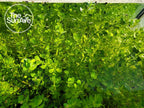 1. Bacopa Monnieri Easy Freshwater Live Aquarium Plant with Roots (7+ Stems)