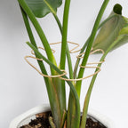 Monstera Stem Support - 5-Piece Durable Plant Support System for Monstera & Turtle Shell Plants -Premium -Quality Leaf Clamps -Easy-to-Use Indoor Garden Stabilizers for Healthy Growth