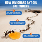 Ant Gel Bait, 3Tubes x 10-Grams, Indoor and Outdoor Use, Killer Gel for Control of Most Major Ant Species, Ready-to-Use Ant Traps for Home & Outdoor