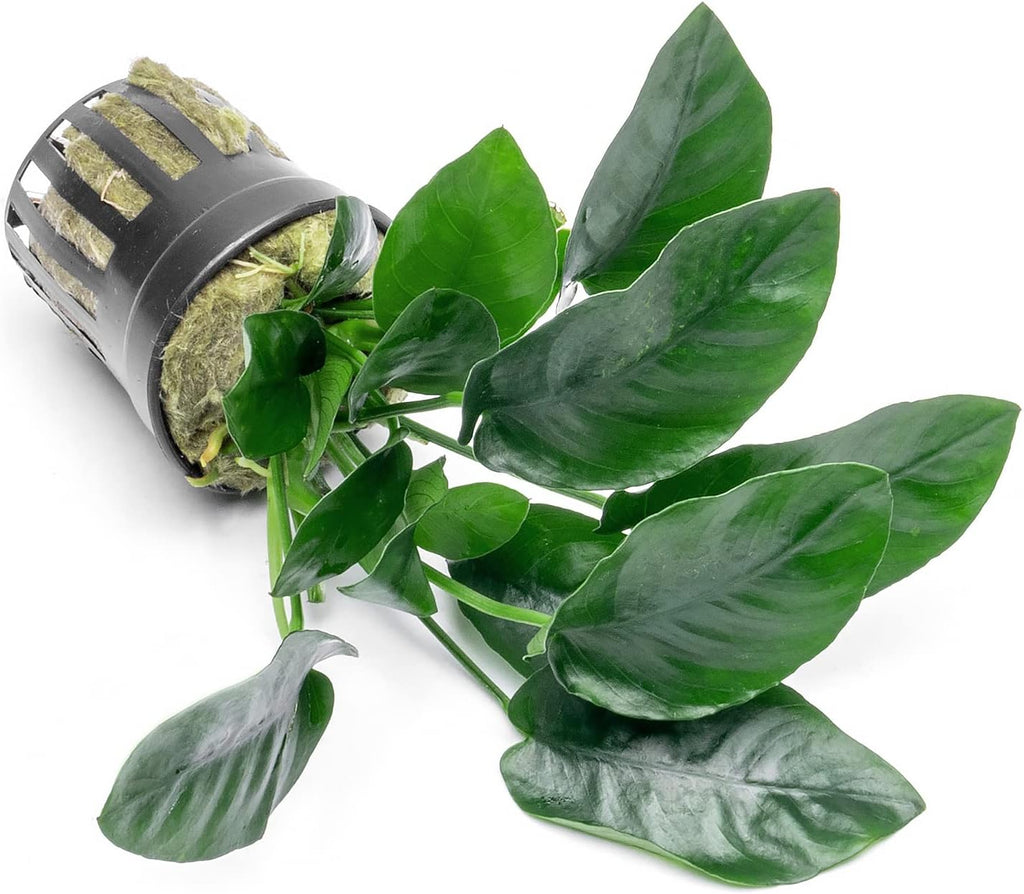 SubstrateSource Anubias Live Aquarium Plants - Potted Freshwater Plant for Fish Tanks, Terrariums - Beginner Friendly Low Light (Nana, 3 Pots)